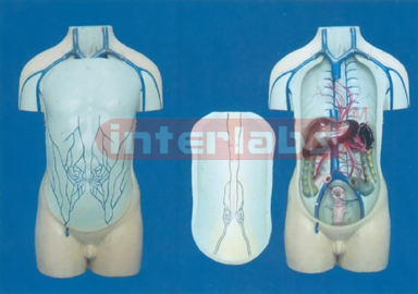 55 CM TALL, HUMAN TORSO DEMONSTRATING ABDOMEN VEINS WITHOUT HEAD